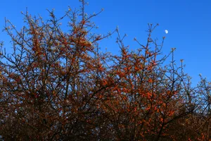 红色沙棘果图片第张