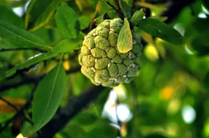 好玩好吃的番荔枝图片第张