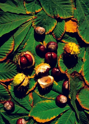 美味佳肴图片第张