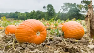 农场即将收获的南瓜图片第张
