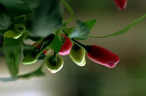 微距下的几颗小辣椒图片第张