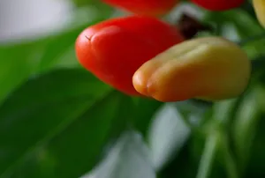 微距下的小辣椒图片第张