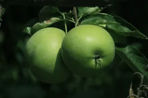 挂在树上的青苹果图片第张