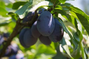 成熟的李子图片第张