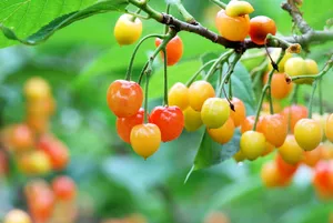 未成熟的樱桃图片第张