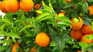 新鲜橘子图片第张