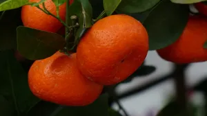 树上的桔子图片第张