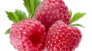 各色桑葚图片第张