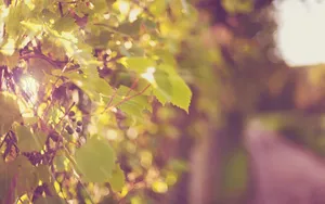 秋天的果实葡萄图片第张