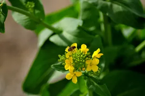 菜心花图片第张