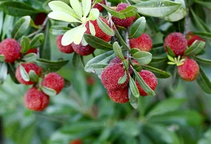 诱人的杨梅图片第张