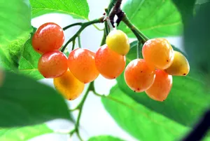 红樱桃图片第张