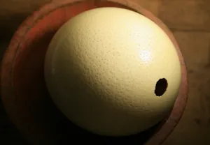 鸵鸟蛋标本图片第张