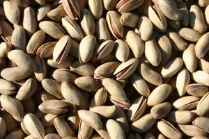 开心果特写图片第张