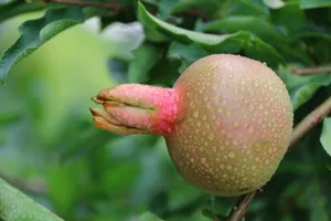 挂满水珠的石榴图片第张