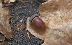 坚果的特写图片第张