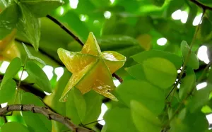 新鲜多汁的杨桃图片第张