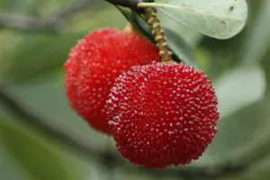 红彤彤的杨梅图片第张