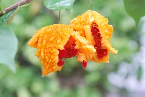 成熟的金铃子图片第张