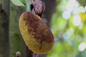 鲜美菠萝蜜图片第张