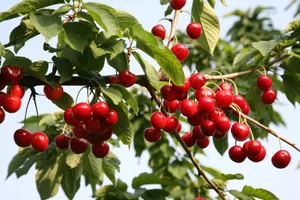 可口樱桃图片第张