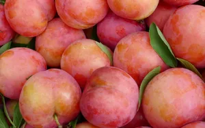 李子果实图片第张