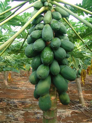 番木瓜植物果实图片第张