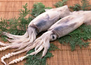 新鲜鱿鱼图片第张