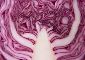 紫甘蓝图片第张