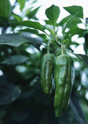 朝天椒、辣椒图片第张