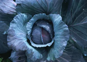 紫甘蓝菜地图片第张