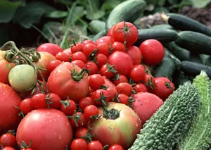 丰收蔬菜图片第张