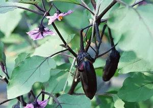 收获茄子图片第张
