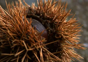 毛栗子图片第张