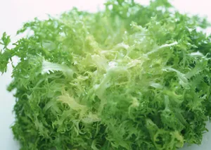 新鲜苦菊图片第张