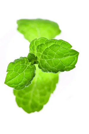 清凉薄荷图片第张