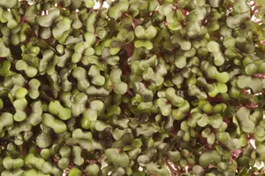 新鲜蔬菜背景图片第张