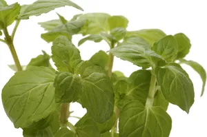 香草特写图片第张