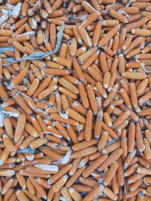晒干的玉米棒子图片第1张