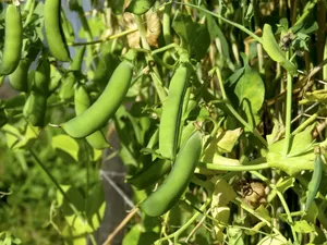 绿色豌豆高清图片_1