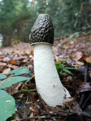 有毒野生蘑菇图片第1张
