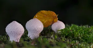 地面白色蘑菇包图片_1