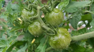 绿色未成熟西红柿图片_1