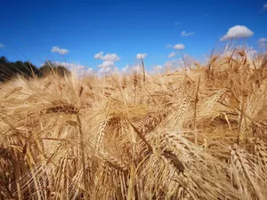 成熟小麦粮食图片