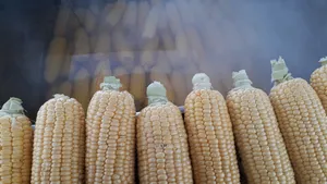 鲜嫩玉米棒图片_1