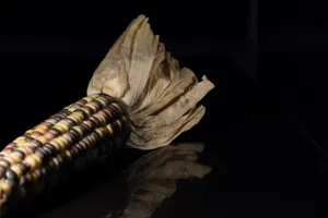 杂色糯玉米图片_1