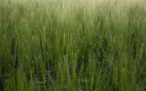 绿色植物背景图片