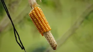 一根玉米棒图片_1