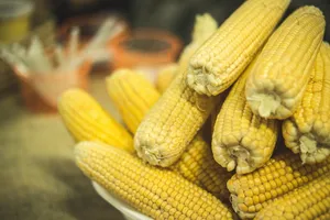 黄色熟玉米棒子图片