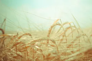 唯美麦穗图片_1